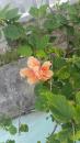 A beautiful flower in front of a house at Green Turtle Cay...and remember that it is March